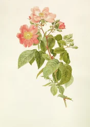 Rosa setigera（The Prairie Rose）、アルフレッドパーソンズ（1847-1920）